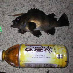 メバリング　ＮＯ．２